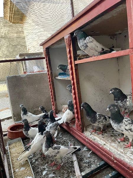 pigeons  hifly 1