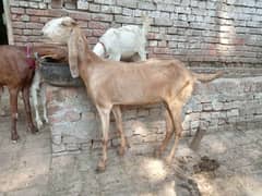 pregnant bakri for sale 03052593845