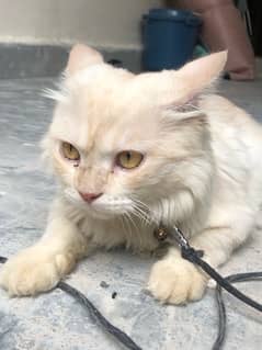 Pure Persian Cat