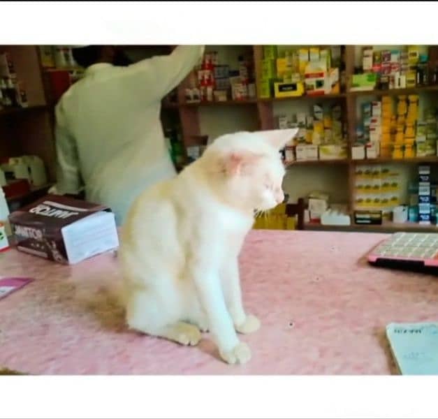 cute beautiful white color cat 1