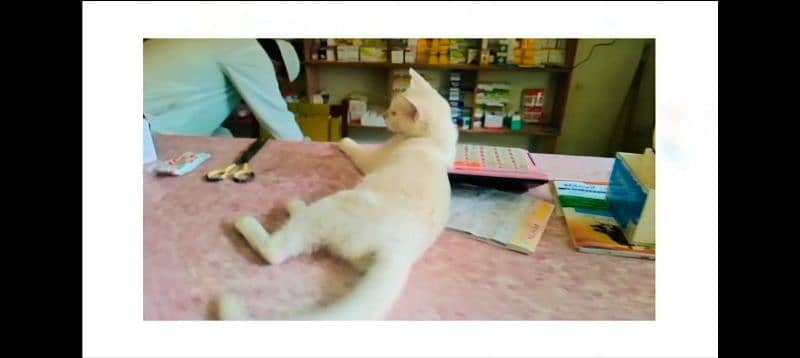 cute beautiful white color cat 4