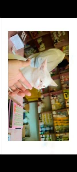 cute beautiful white color cat 5