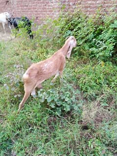 goat for sale with two baby goat