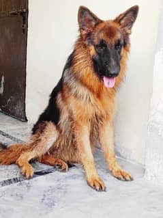 Long Coat German Shepherd 0