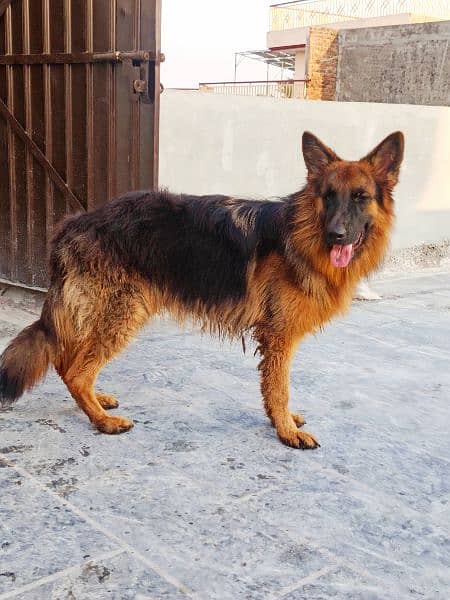 Long Coat German Shepherd 1