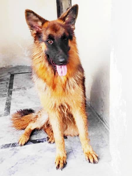 Long Coat German Shepherd 2