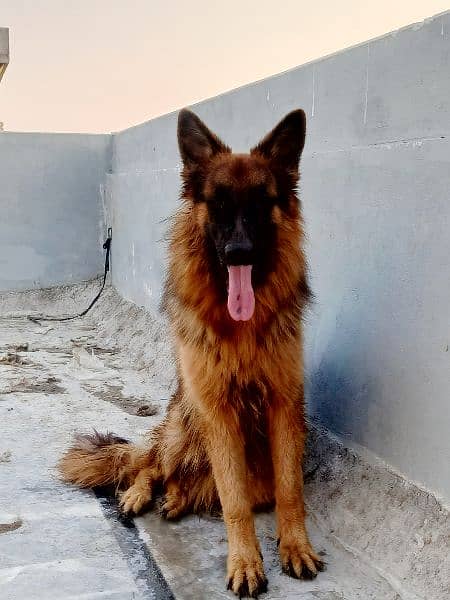 Long Coat German Shepherd 3