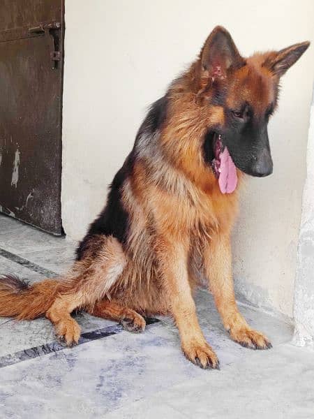 Long Coat German Shepherd 4