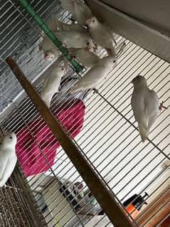 lovebird/albino split/albino red eye/albino black eye