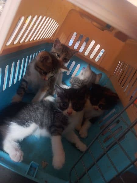 persian kittens for sale 1