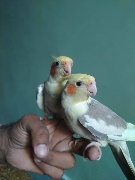 2 Female hand tame for sell 2