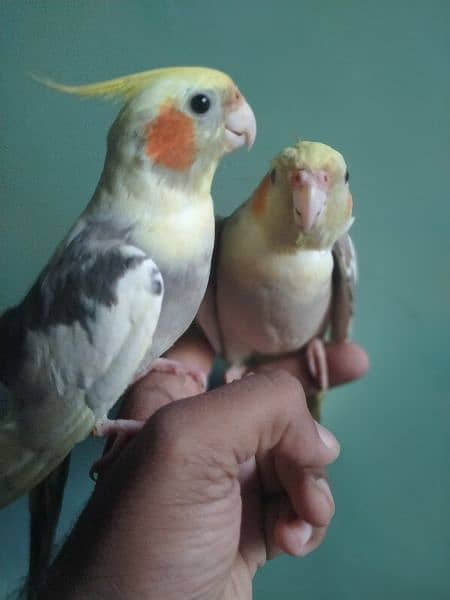 2 Female hand tame for sell 8