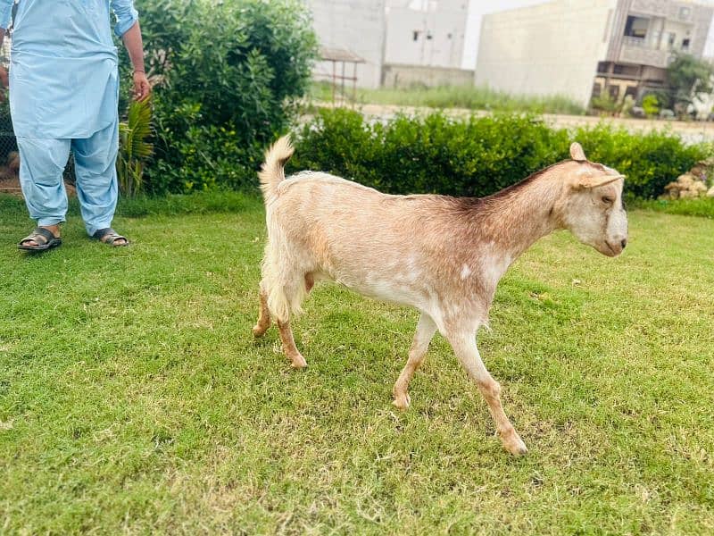 taddy bakri 1