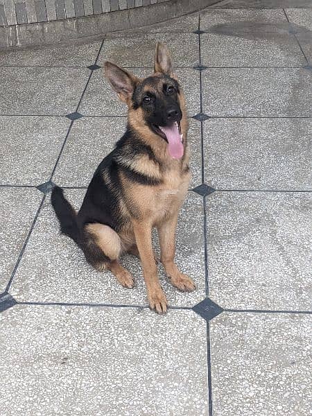 German shepherd female 5 months 1