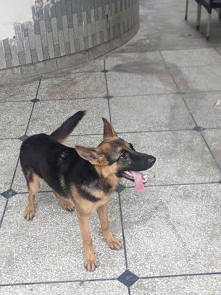 German shepherd female 5 months 3