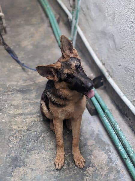 German shepherd female 5 months 5