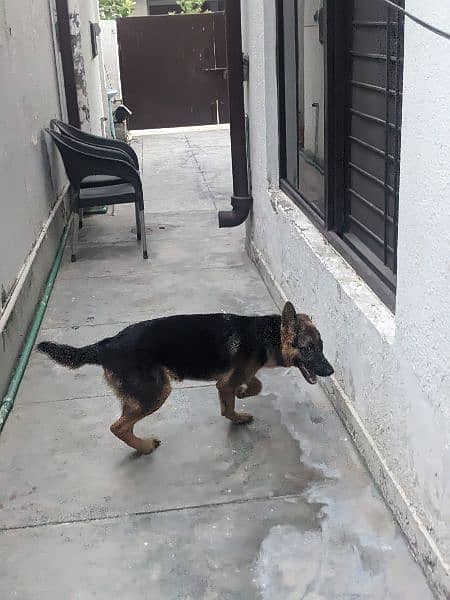 German shepherd female 5 months 6