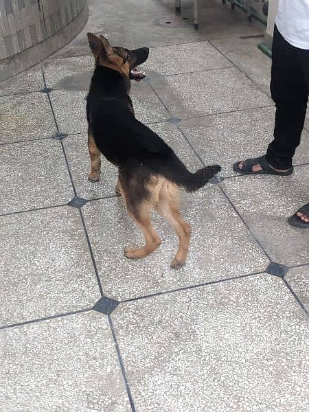 German shepherd female 5 months 7