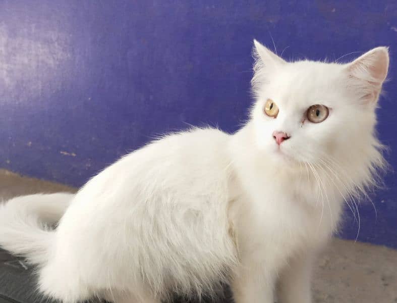 Persian cat for sale 1