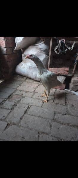 Heera aseel chicks 03014237451 call me 12