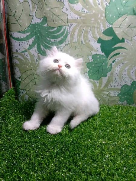 Persian kittens  triple coat pair for sale contact whatsap 03228726747 3