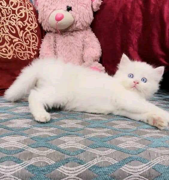 Persian kittens  triple coat pair for sale contact whatsap 03228726747 4