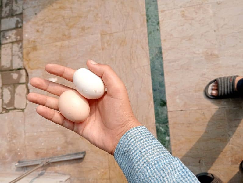 Misri golden hens egg laying for sale 1