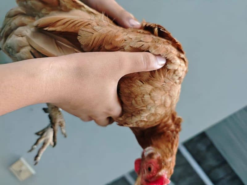 Misri golden hens egg laying for sale 8