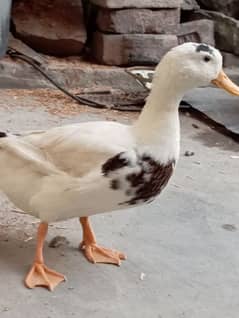 white ducks