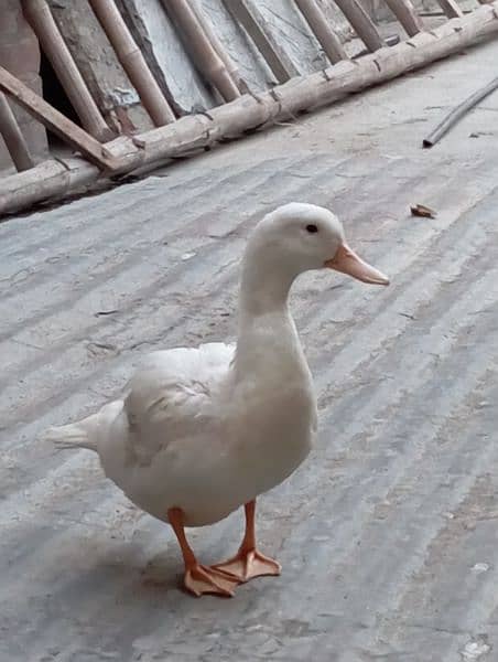 white ducks 3