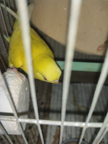 Australian parrots with cage 3