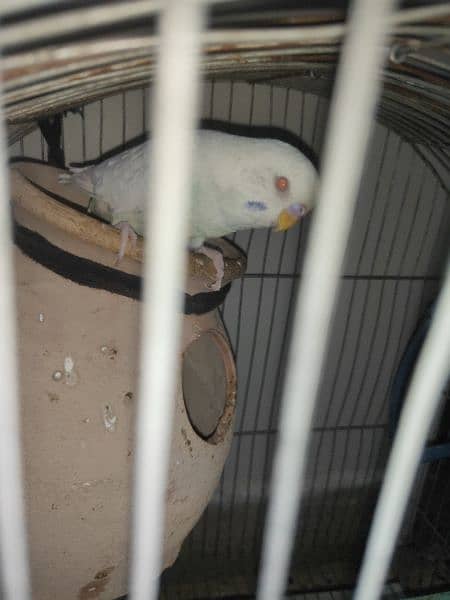 Australian parrots with cage 4