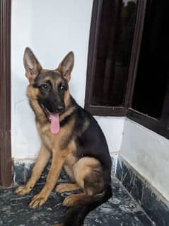 German shepherd female 5 months 0