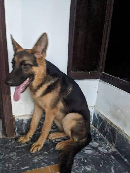 German shepherd female 5 months 9