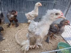 Buff chicks, Ayam cemani chicks for sale