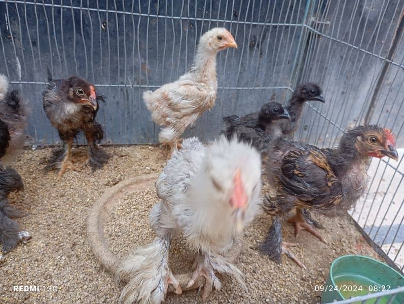 Buff chicks, Ayam cemani chicks for sale 1