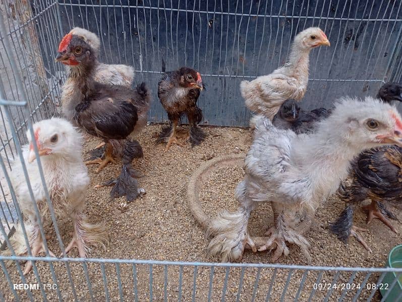 Buff chicks, Ayam cemani chicks for sale 2