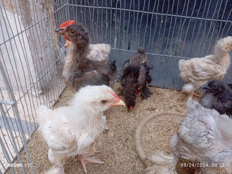 Buff chicks, Ayam cemani chicks for sale 3