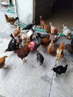 24 Golden Misri & Desi Mix Egg laying Hens for Sale + Pinjra