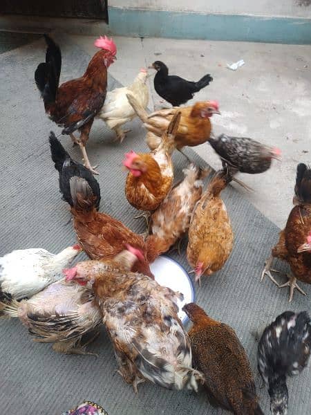 23 Golden Misri & Desi Mix Egg laying Hens for Sale 1