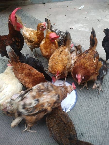 23 Golden Misri & Desi Mix Egg laying Hens for Sale 2