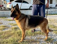 German Shepherd/Dog/Bitch For Sale/German Shepherd Bitch/GSD