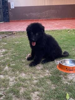 Long Coat Black German puppy pedigree