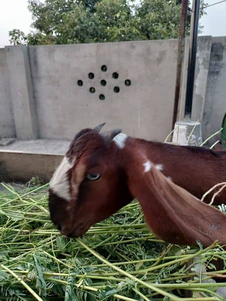 Desi Female Goat Fresh 2 teeth for sale 2