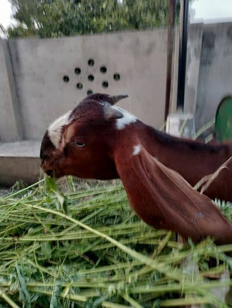 Desi Female Goat Fresh 2 teeth for sale 3