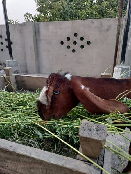 Desi Female Goat Fresh 2 teeth for sale 4