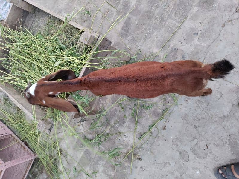 Desi Female Goat Fresh 2 teeth for sale 5