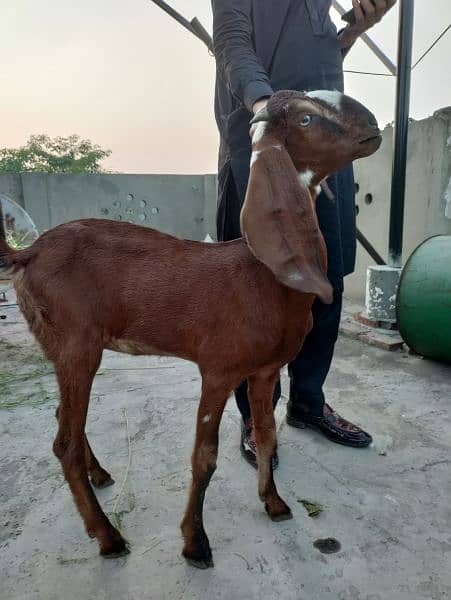 Desi Female Goat Fresh 2 teeth for sale 7