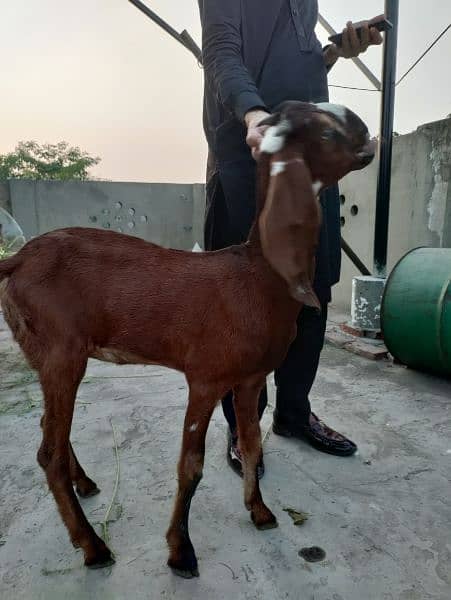 Desi Female Goat Fresh 2 teeth for sale 8