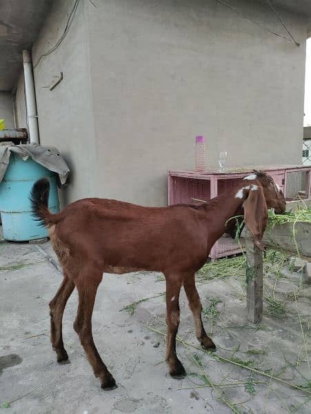 Desi Female Goat Fresh 2 teeth for sale 9